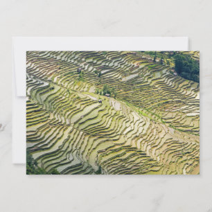 Berühmte Yuanyang-Reisterrassen - Yunnan, China Einladung
