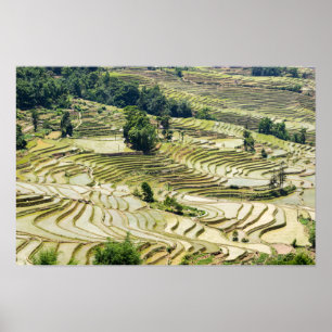 Berühmte Yuanyang-Reisterrassen - Yunnan, China Poster