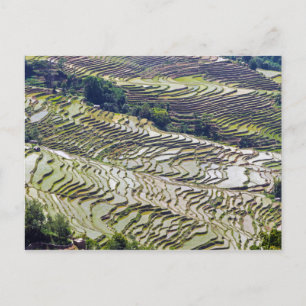 Berühmte Yuanyang-Reisterrassen - Yunnan, China Postkarte