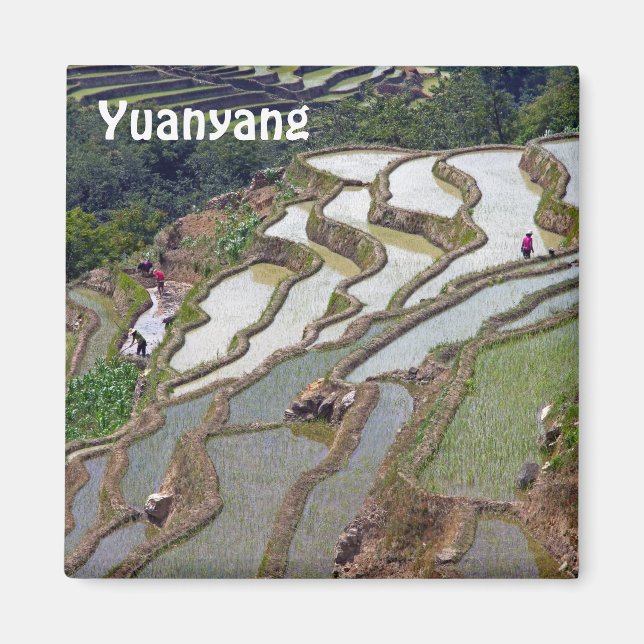 Berühmte Yuanyang Rice Terraces - Yunnan, China Magnet (Vorne)