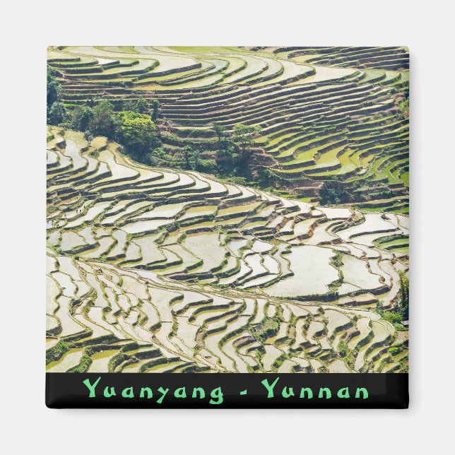 Berühmte Yuanyang Rice Terraces - Yunnan, China Magnet (Vorne)