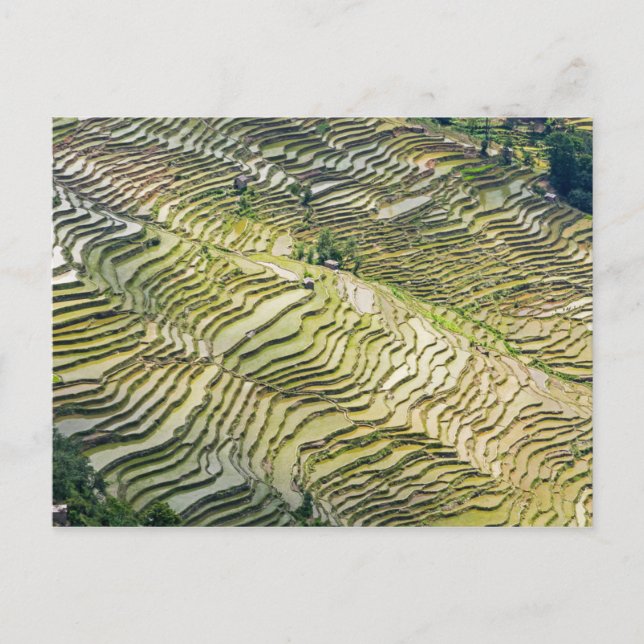 Berühmte Yuanyang Rice Terraces - Yunnan, China Postkarte (Vorderseite)