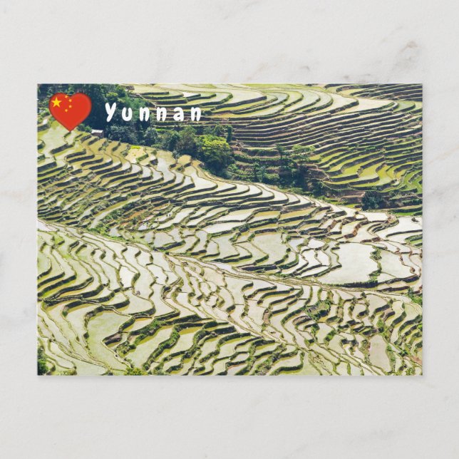 Berühmte Yuanyang Rice Terraces - Yunnan, China Postkarte (Vorderseite)