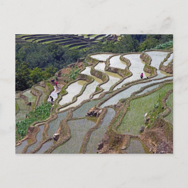 Berühmte Yuanyang Rice Terraces - Yunnan, China Postkarte (Vorderseite)