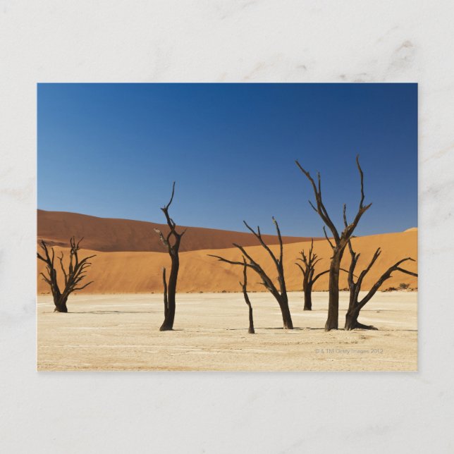 berühmtes Deadvlei mit toten Bäumen, Wüste 3 Postkarte (Vorderseite)