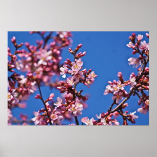 Berühren von blauen japanischen Kirschblüten Poster