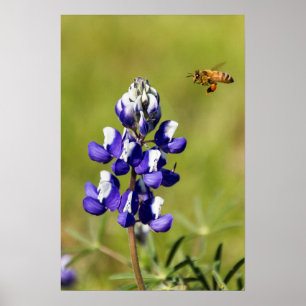 Beschäftigte Biene, die eine wilde Lupine-Blume Poster
