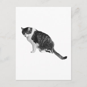 Beschattete Katzen-Postkarte teilt freundliche Ruh Postkarte