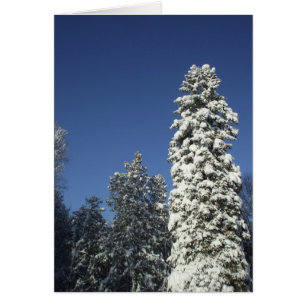 Beschnittener Kiefernbaum - leere Karte