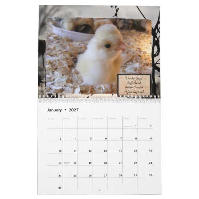 Besessener Huhn-Störungs-Kalender Kalender (Jan 2027)