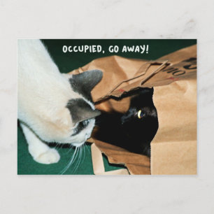 Besetzt, weg! Funny Cats Postkarte