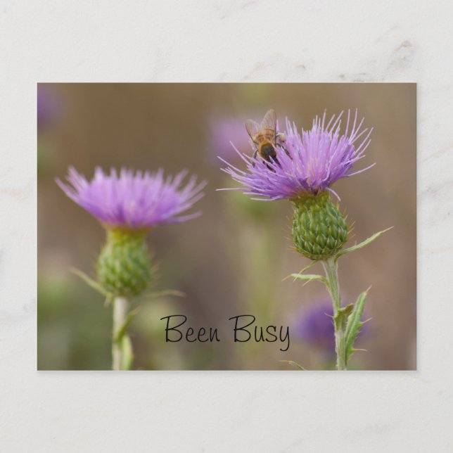 Besetzte Beete auf Lila Thistle-Fotografie individ Postkarte (Vorderseite)