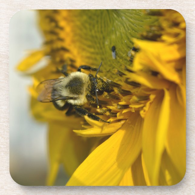 Besetzte Biene auf einer Sonnenblume Getränkeuntersetzer (Vorderseite)