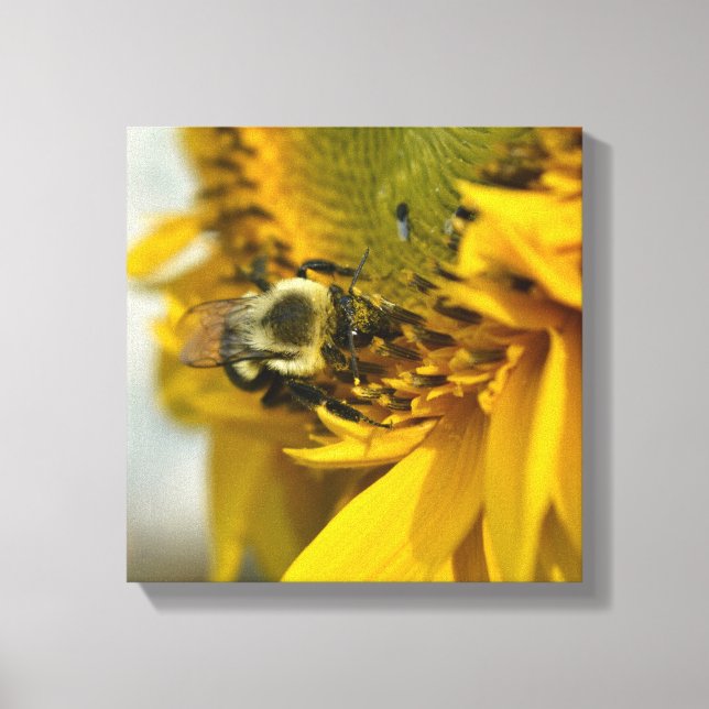 Besetzte Biene auf einer Sonnenblume Leinwanddruck (Vorderseite)