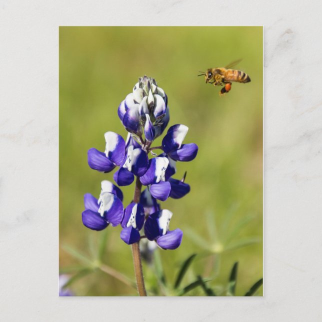 Besetzte Biene, die eine wilde Lupin-Blume Postkarte (Vorderseite)