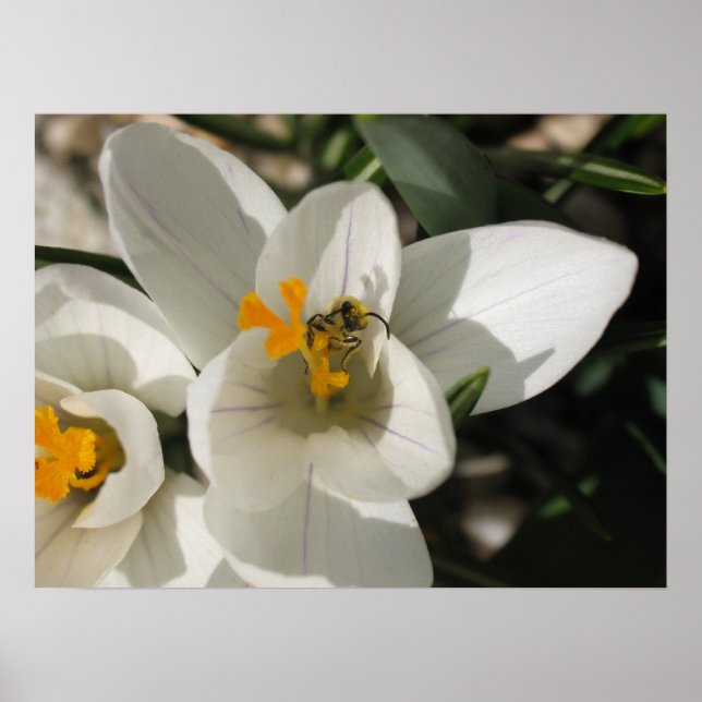 Besetzte Biene Poster (Vorne)