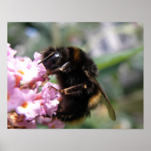 Besetzte Hummeln- und rosa Blume drucken Poster