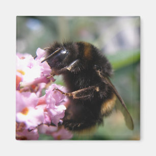 Besetzte Hummeln und rosa Blume Magnet