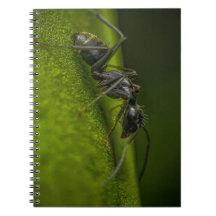 Besetzte schwarze Ant auf grünem Blatt