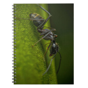Besetzte schwarze Ant auf grünem Blatt Notizblock