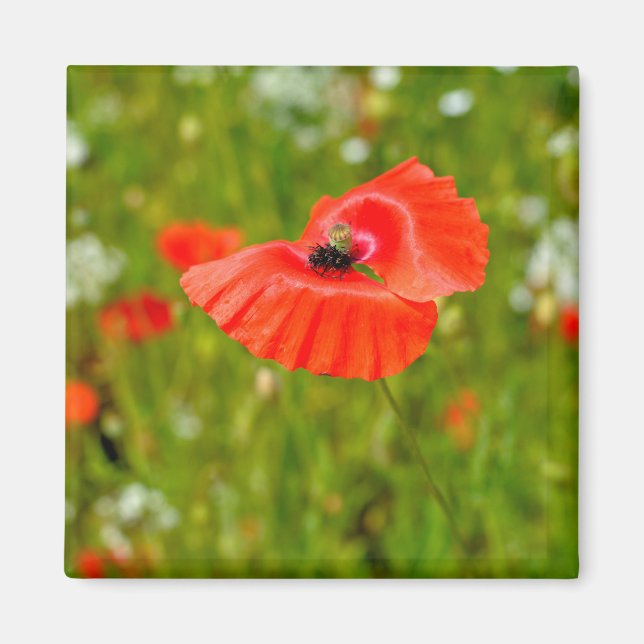 Besiedelung von Mohn Magnet (Vorne)