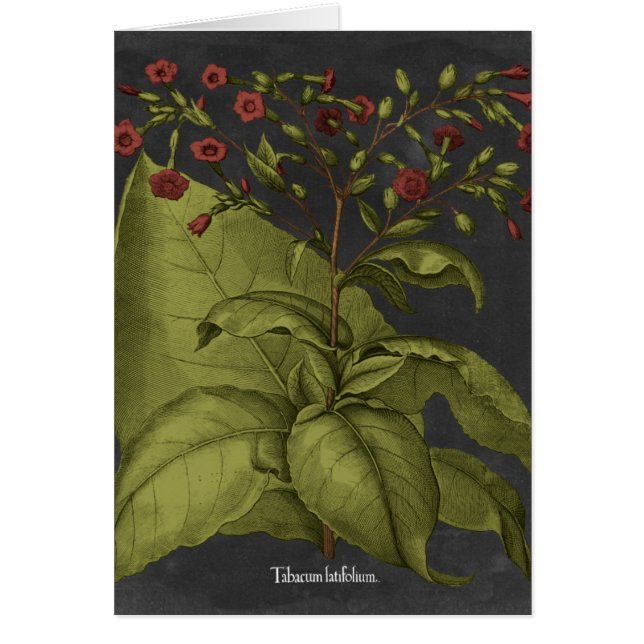 Besler Dramatique I (Vorne)