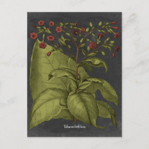 Besler Dramatique I Postkarte