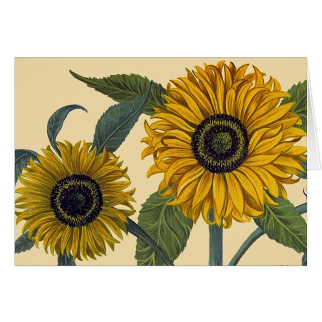 Besler: Sonnenblume (Vorderseite (Horizontal))