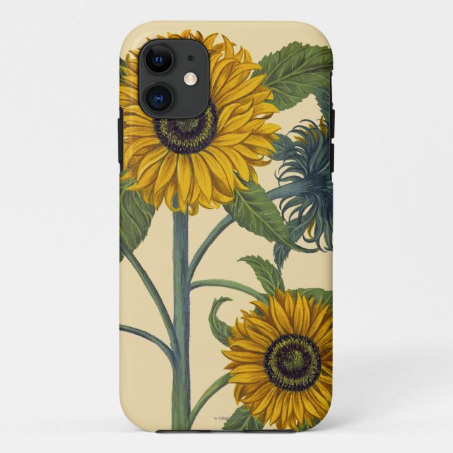 Besler: Sonnenblume Case-Mate iPhone Hülle (Rückseite)