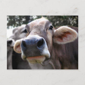 Bessy sagt Hi Grußkarte Postkarte