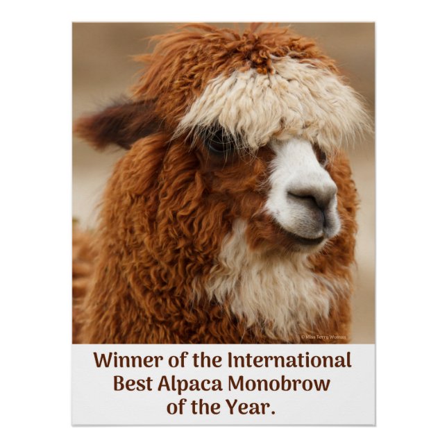 Best Alpaca Monobrow Poster (Vorderseite)