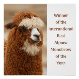 Best Alpaca Monobrow Poster