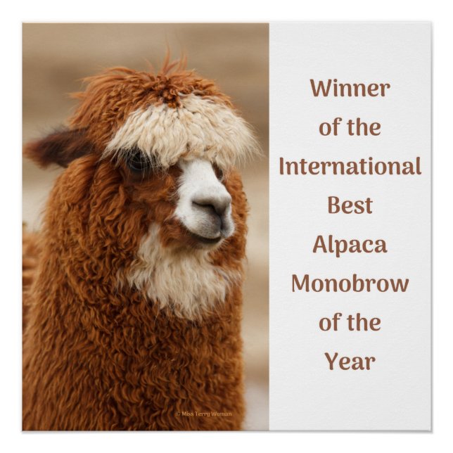 Best Alpaca Monobrow Poster (Vorderseite)