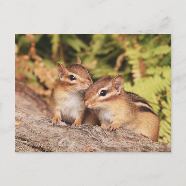 Best Friends Baby Chipmunks Postkarte (Vorderseite)