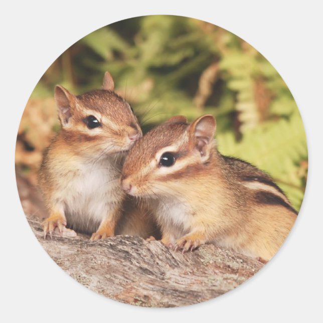 Best Friends Baby Chipmunks Runder Aufkleber (Vorderseite)