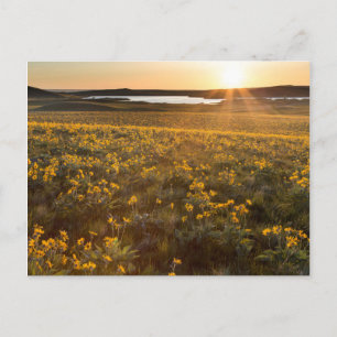 Bestand aus Pfeilblatt-Balsamwurzel-Wildblumen Postkarte