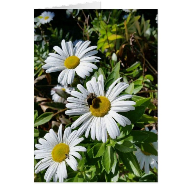 Bestäubengänseblümchen-Biene (Vorne)