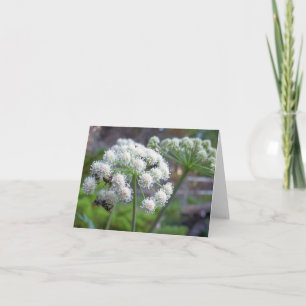 Bestäuber auf weißen Engelwurz-Blüten Karte