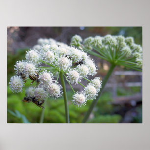 Bestäuber auf weißen Engelwurz-Blüten Poster