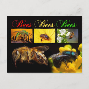 Bestäubung von Bienen Postkarte