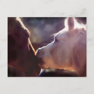 Beste Freunde Equine Post Card Postkarte