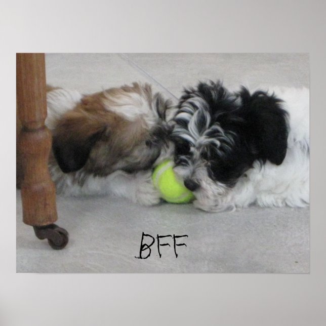 BESTE FREUNDIN Best Friends Puppy Poster (Vorne)