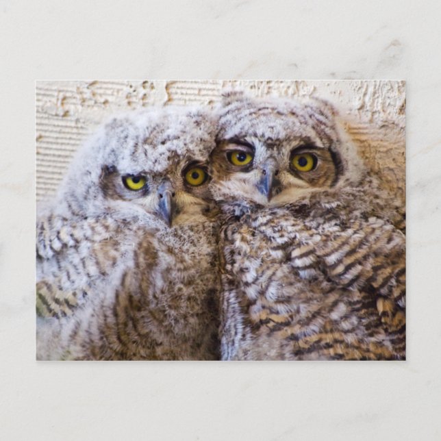 beste Freundin - Die besten Freunde für immer Postkarte (Vorderseite)