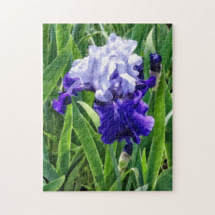 Beste-Iris