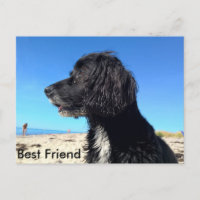 Bester Freund