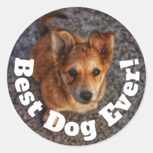 Bester Hund Aller Zeiten Runder Aufkleber