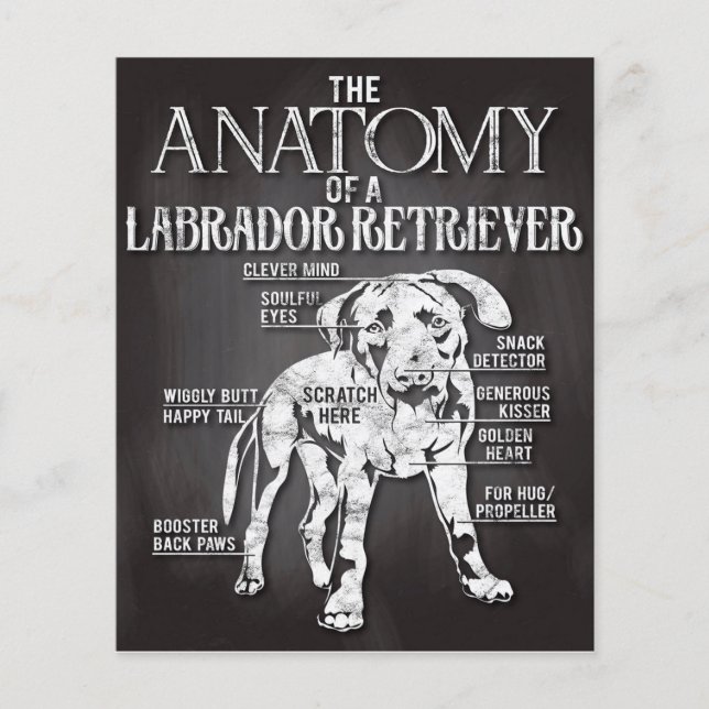 Bestes Geschenk die Anatomie eines Labrador Retrie Flyer (Vorne)