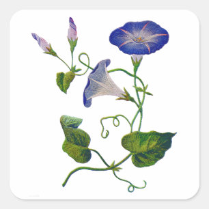 bestickte Blaue Morgenglorien Quadratischer Aufkleber