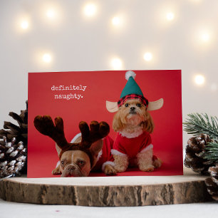 Bestimmt unartige Tier-Foto Süße Weihnachten