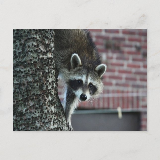 Besucher Postkarte (Vorderseite)